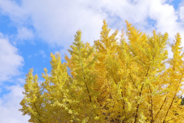 イチョウ（フリー素材）